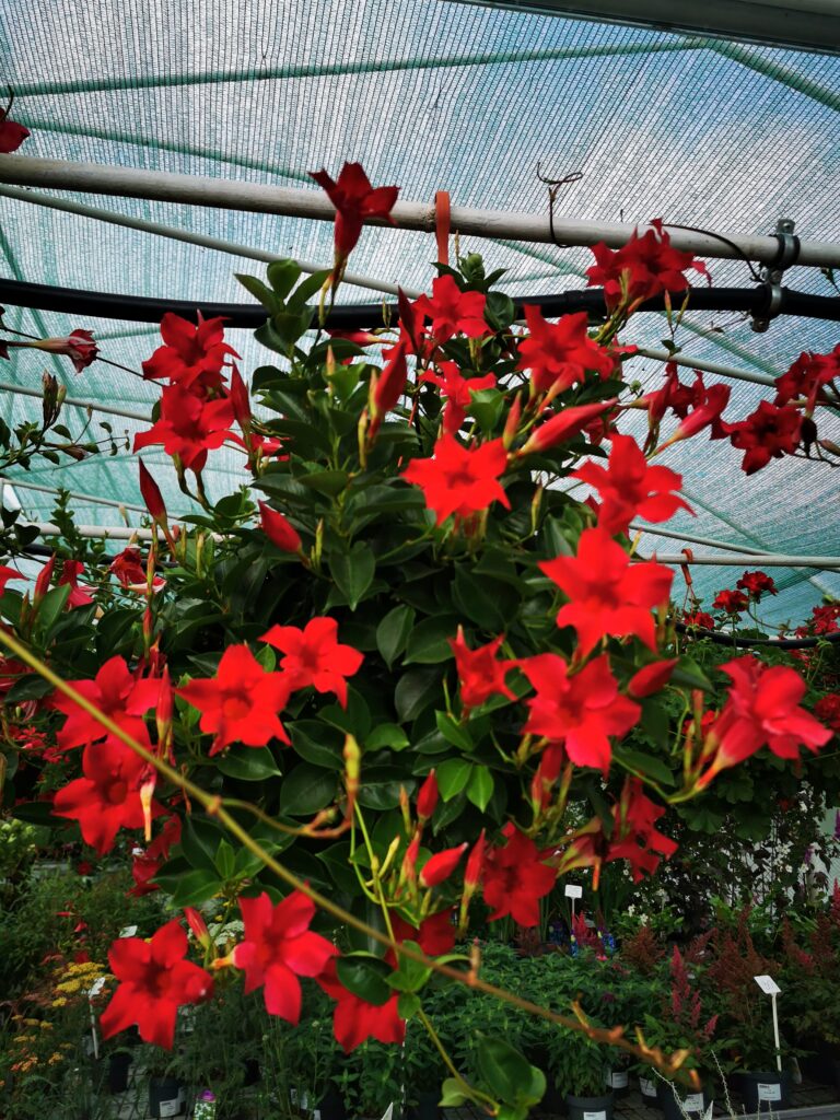 Sklep roslinyabramczuk.pl