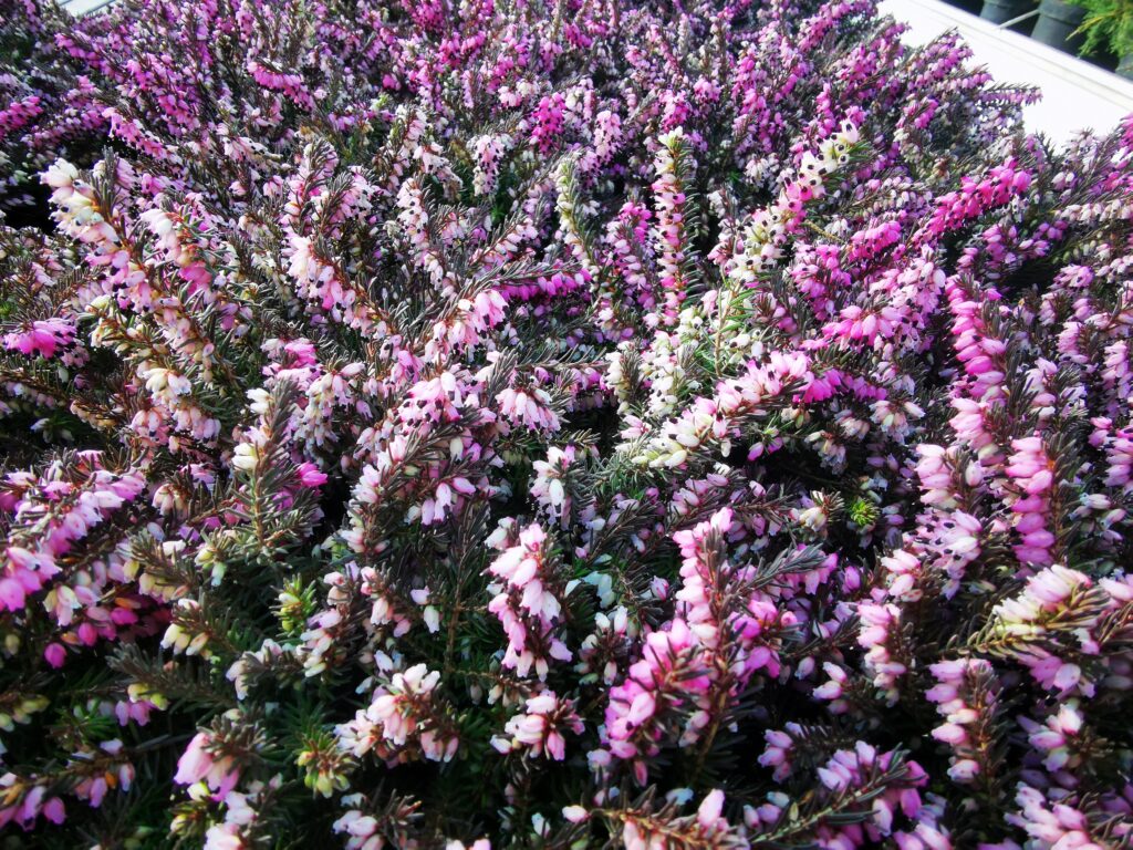 Sklep roslinyabramczuk.pl