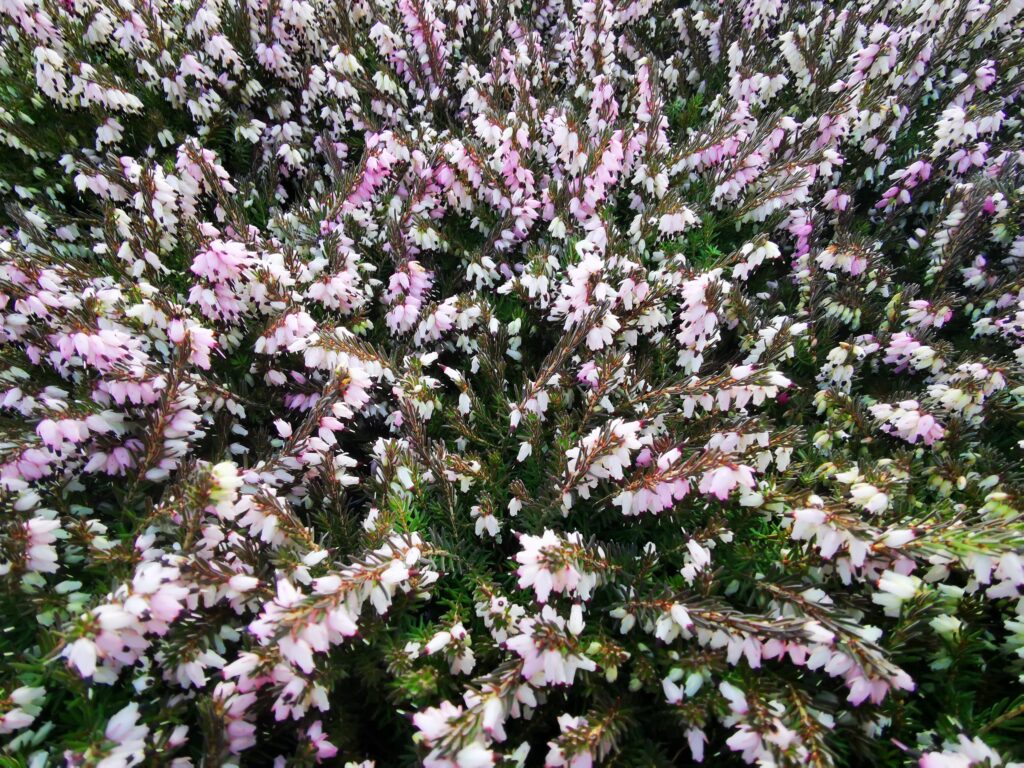 Sklep roslinyabramczuk.pl