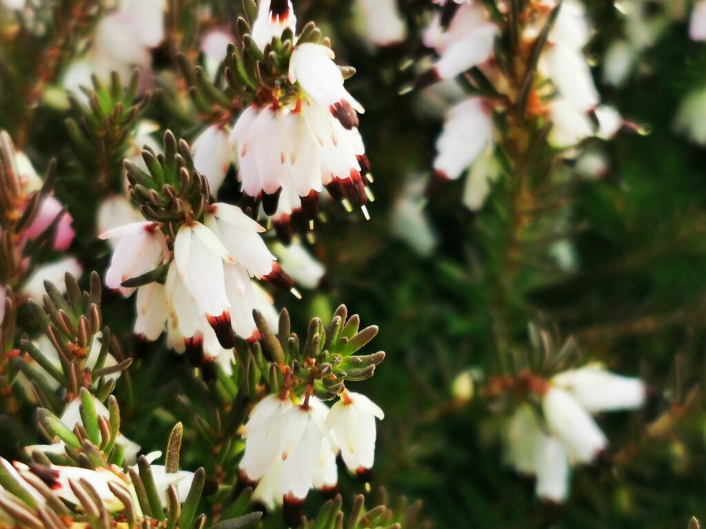 Sklep roslinyabramczuk.pl