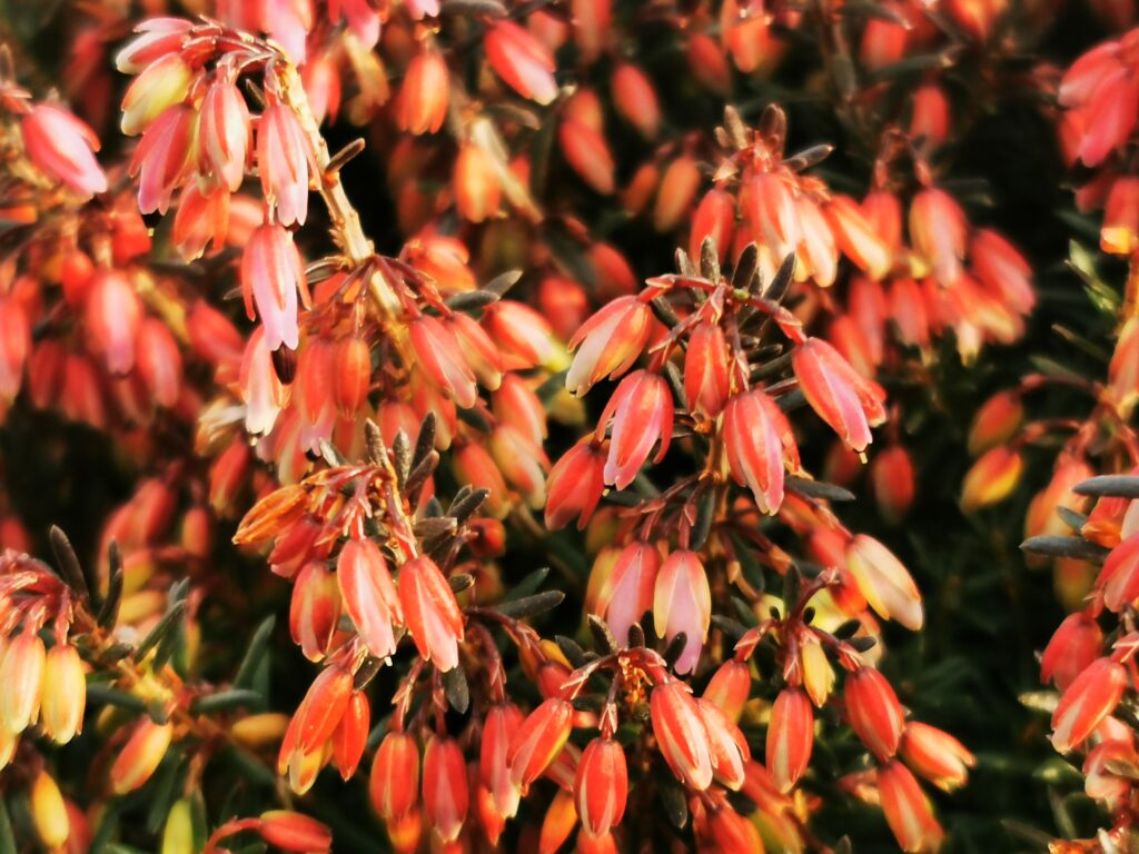 Sklep roslinyabramczuk.pl