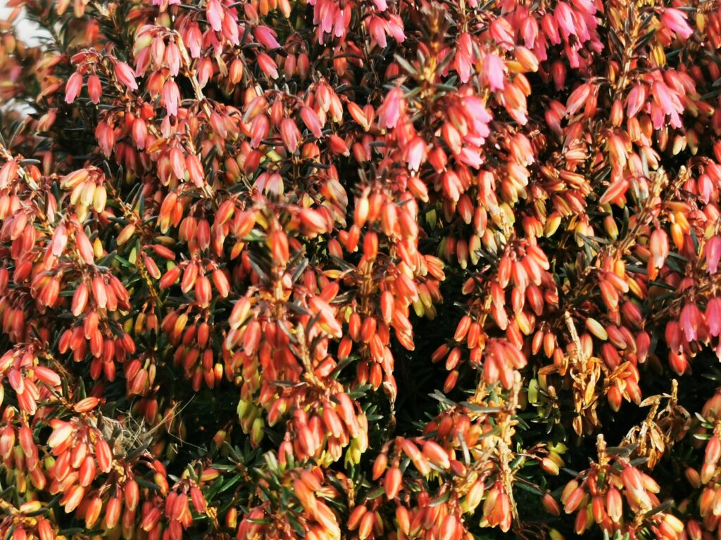 Sklep roslinyabramczuk.pl