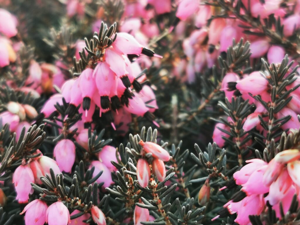 Sklep roslinyabramczuk.pl