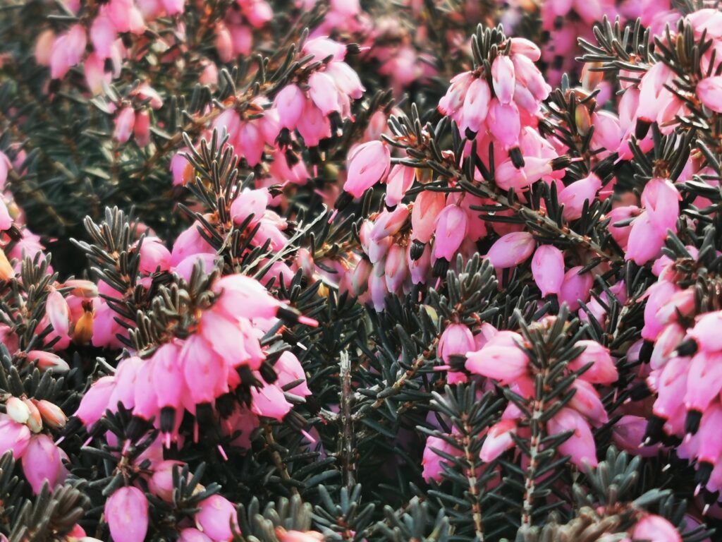 Sklep roslinyabramczuk.pl