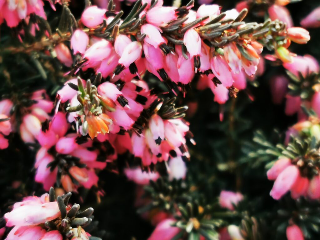 Sklep roslinyabramczuk.pl