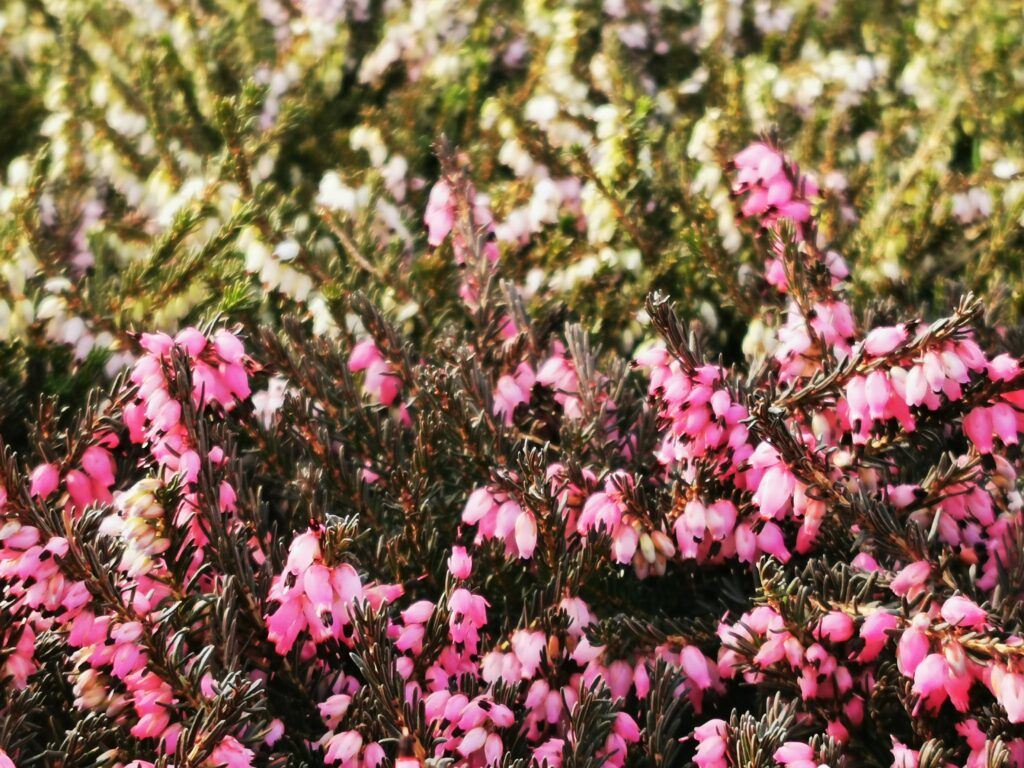 Sklep roslinyabramczuk.pl