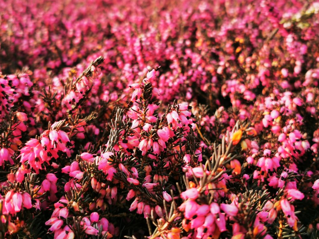 Sklep roslinyabramczuk.pl