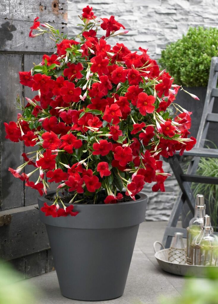 Sklep roslinyabramczuk.pl