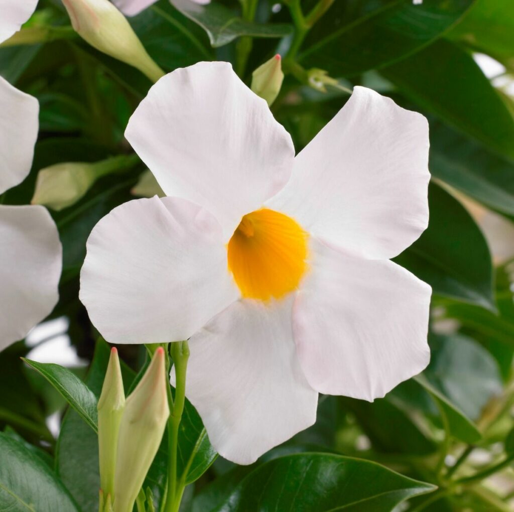 Sklep roslinyabramczuk.pl