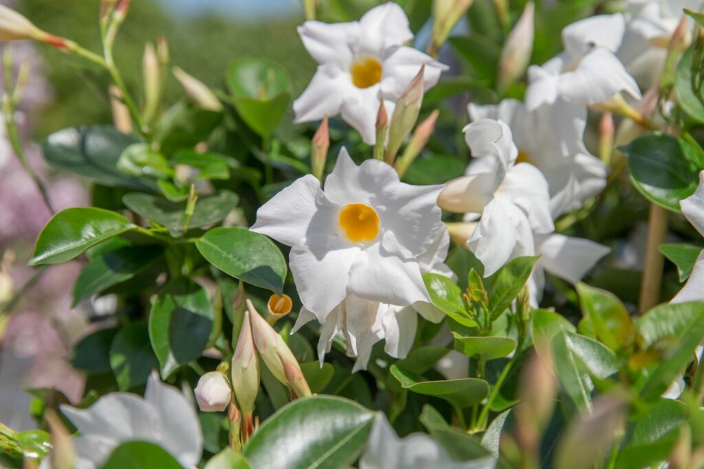 Sklep roslinyabramczuk.pl