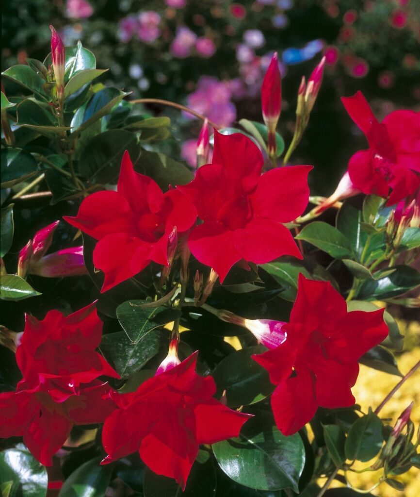 Sklep roslinyabramczuk.pl