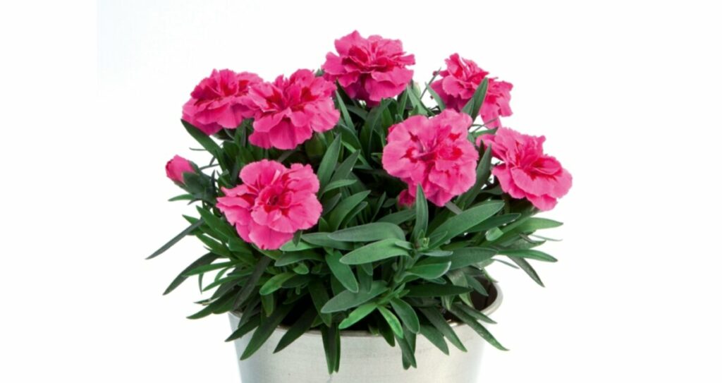 Sklep roslinyabramczuk.pl