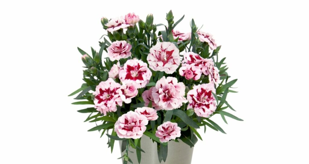 Sklep roslinyabramczuk.pl