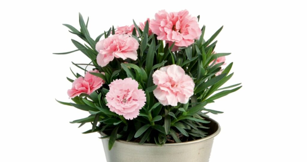 Sklep roslinyabramczuk.pl