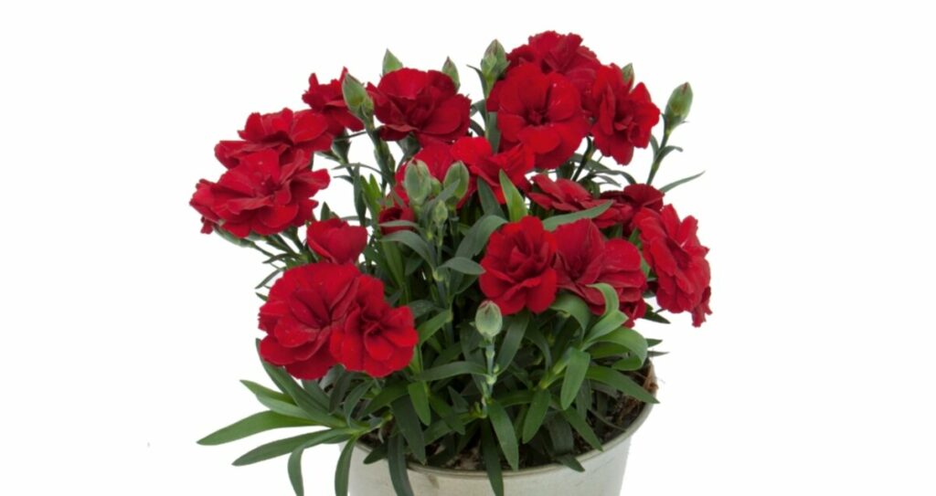 Sklep roslinyabramczuk.pl