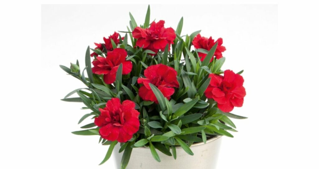 Sklep roslinyabramczuk.pl