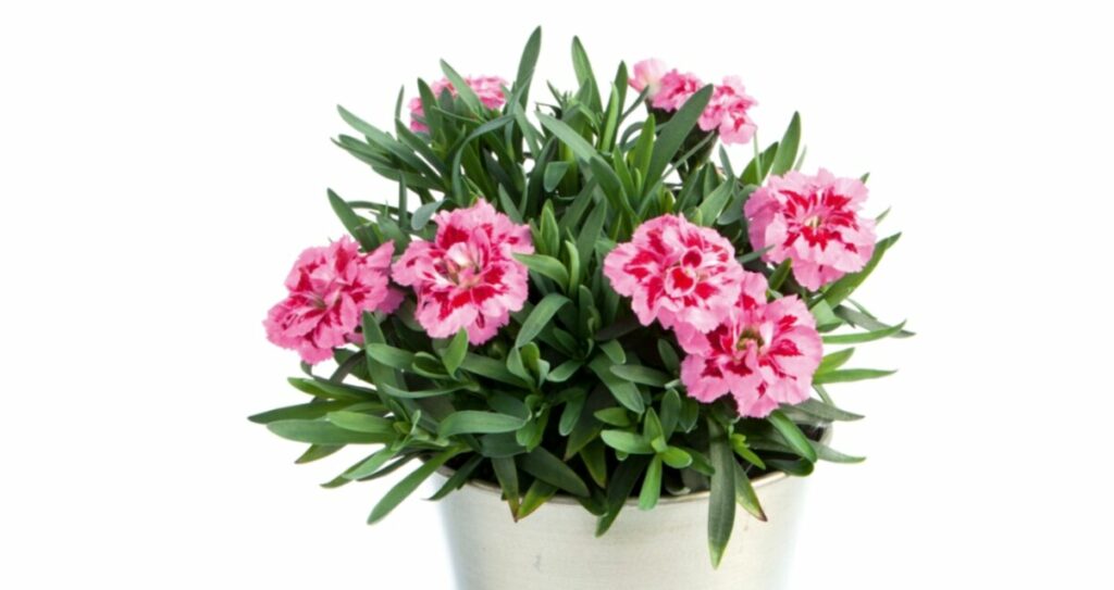 Sklep roslinyabramczuk.pl