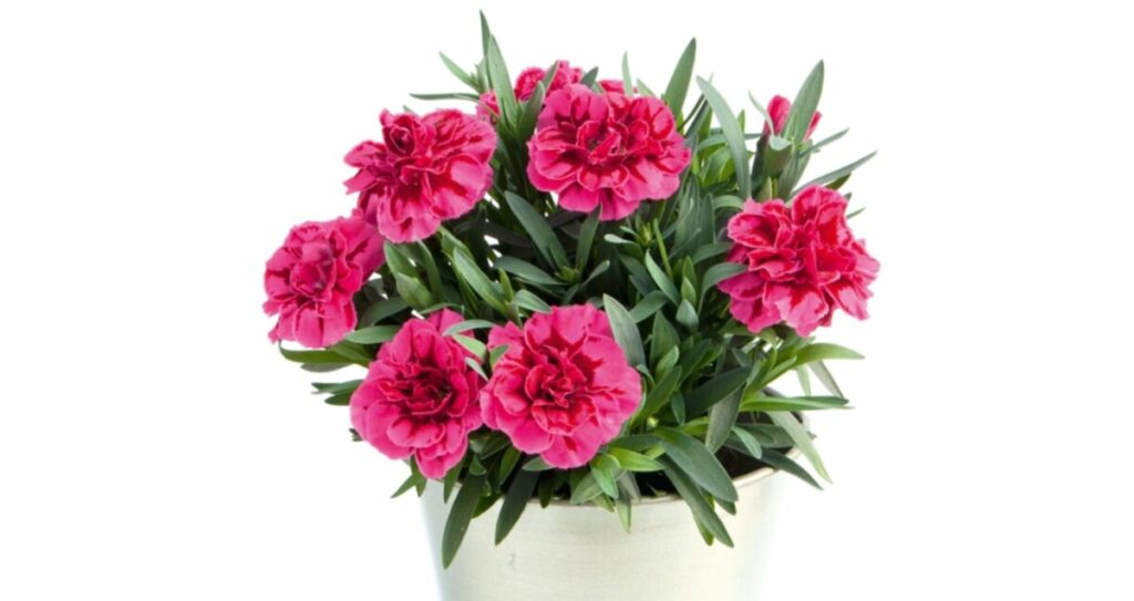 Sklep roslinyabramczuk.pl