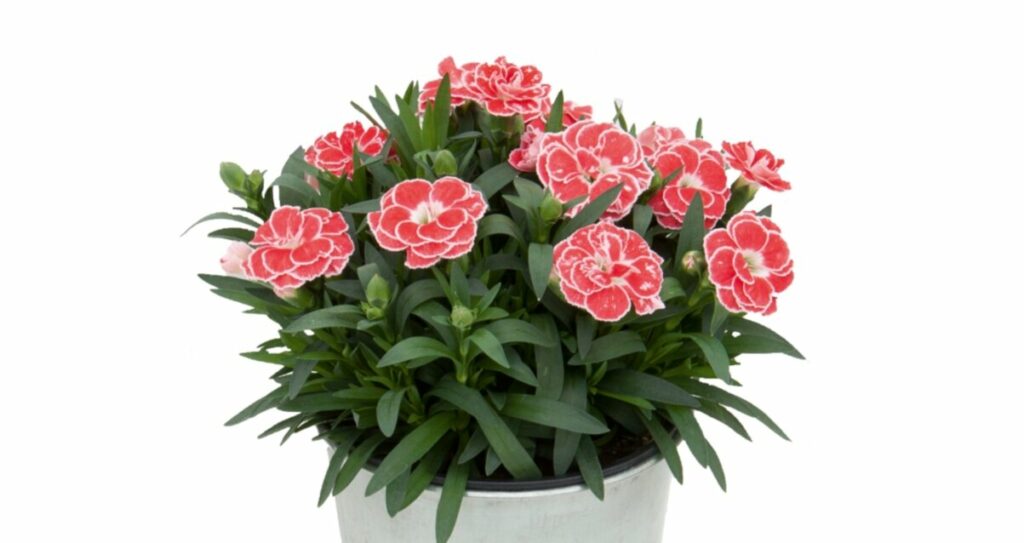 Sklep roslinyabramczuk.pl