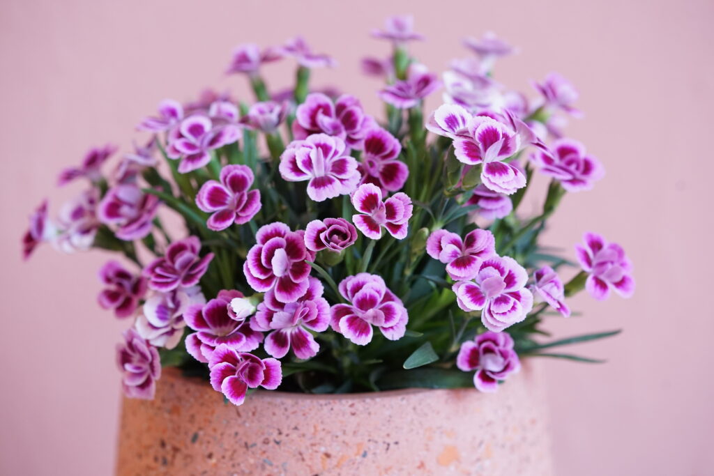 Sklep roslinyabramczuk.pl