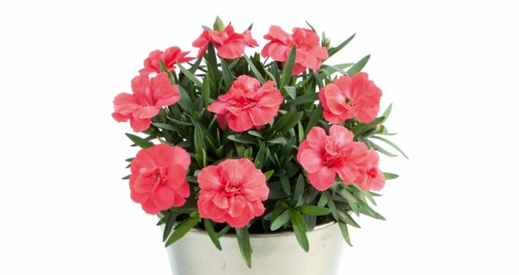 Sklep roslinyabramczuk.pl