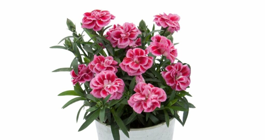 Sklep roslinyabramczuk.pl