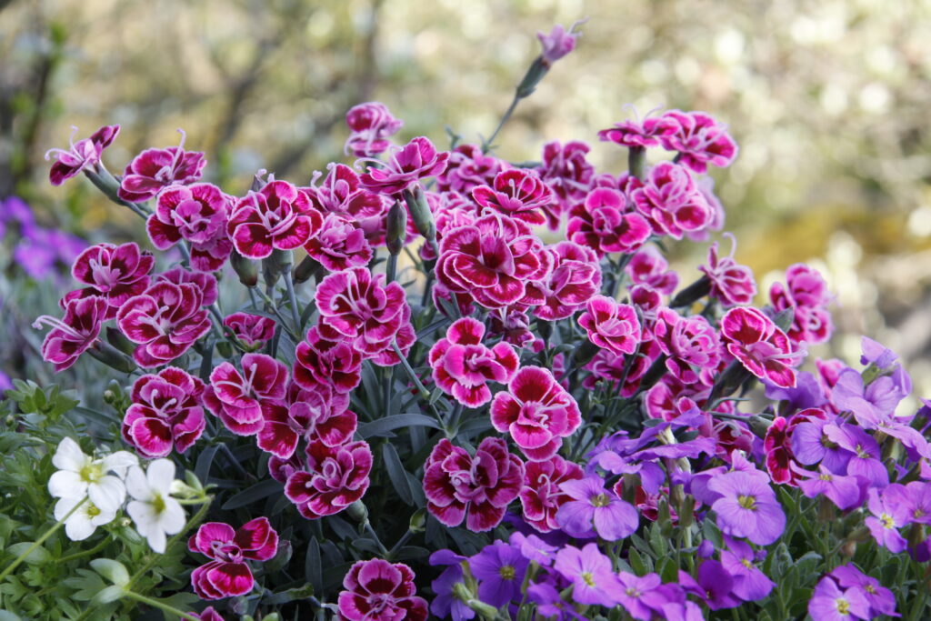 Sklep roslinyabramczuk.pl