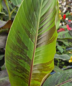 Musa sikkimensis – Bananowiec Red Tiger