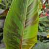 Musa sikkimensis – Bananowiec Red Tiger