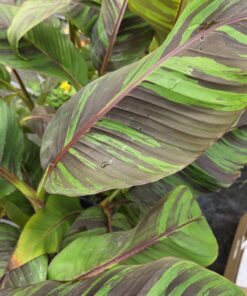 Musa sikkimensis – Bananowiec Red Tiger