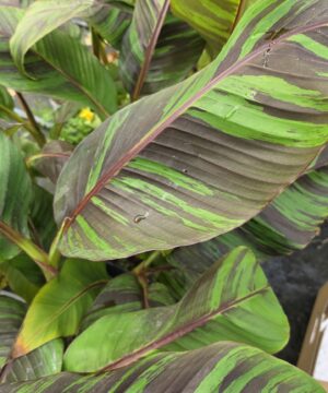 Musa sikkimensis – Bananowiec Red Tiger