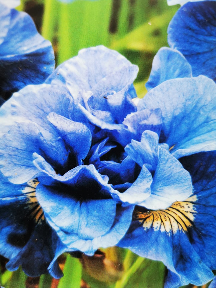 Sklep roslinyabramczuk.pl