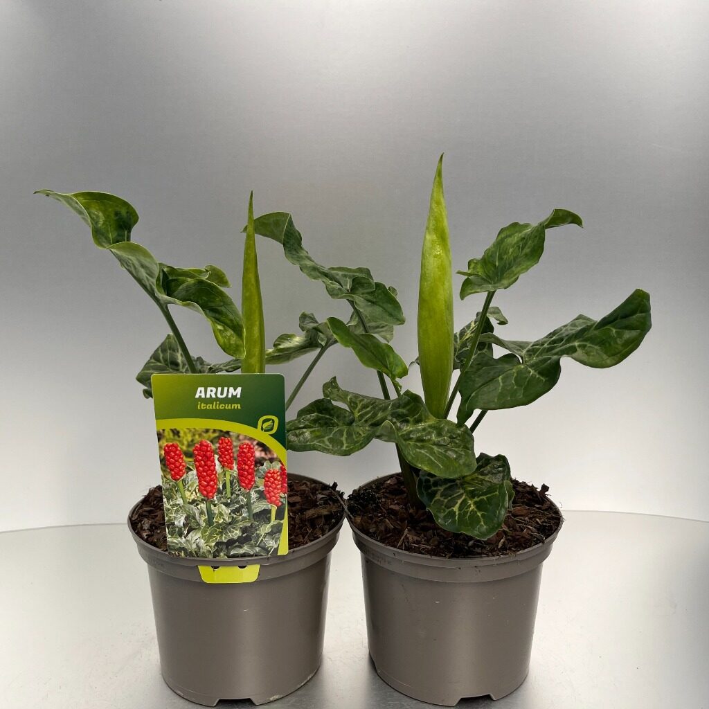 Sklep roslinyabramczuk.pl