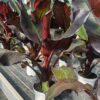 Ensete ventricosum - Maurelli Red Banana