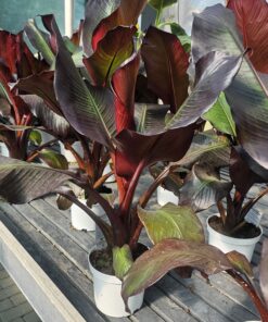 Ensete ventricosum - Maurelli Red Banana