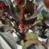 Ensete ventricosum - Maurelli Red Banana 80-120 cm