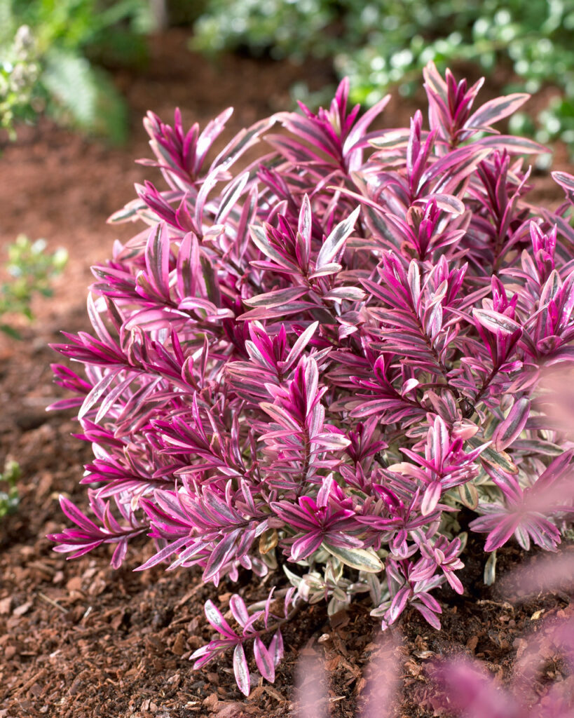 Sklep roslinyabramczuk.pl