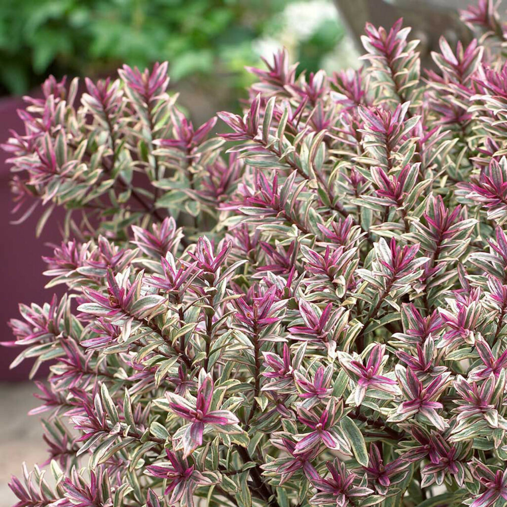 Sklep roslinyabramczuk.pl