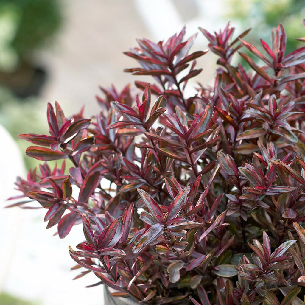 Sklep roslinyabramczuk.pl