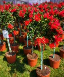 Callistemon Leavis - Kuflik Leavis na pniu