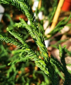 Cryptomeria jap. - Kryptomeria jap. szydlica jap. Rasen