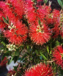 Alternative view of Callistemon Leavis - Kuflik Leavis na pniu