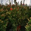 Callistemon Leavis - Kuflik Leavis krzew duży