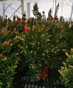 Callistemon Leavis - Kuflik Leavis krzew duży