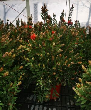 Callistemon Leavis - Kuflik Leavis krzew duży