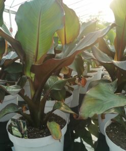 Ensete ventricosum - Maurelli Red Banana