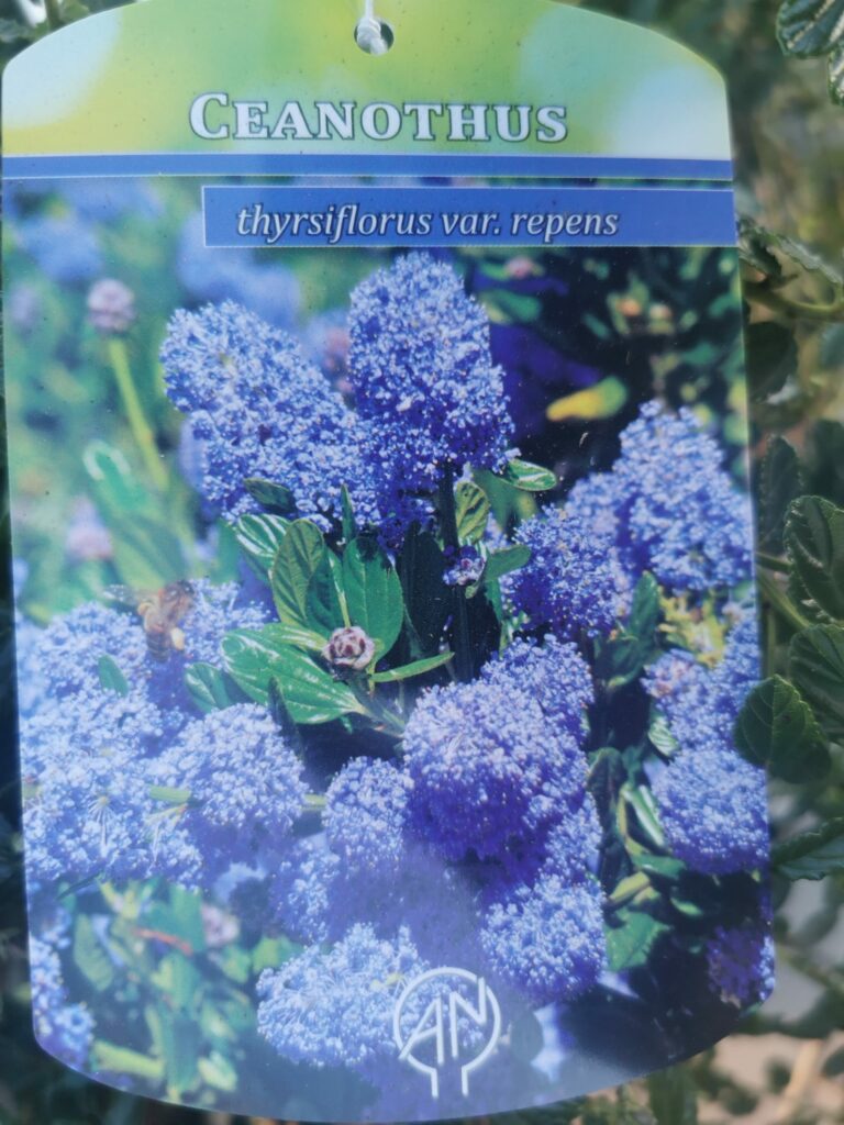 Sklep roslinyabramczuk.pl