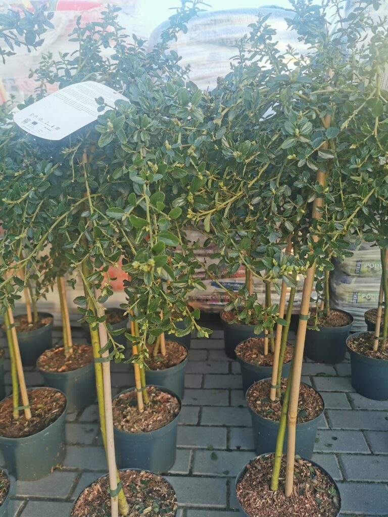 Sklep roslinyabramczuk.pl