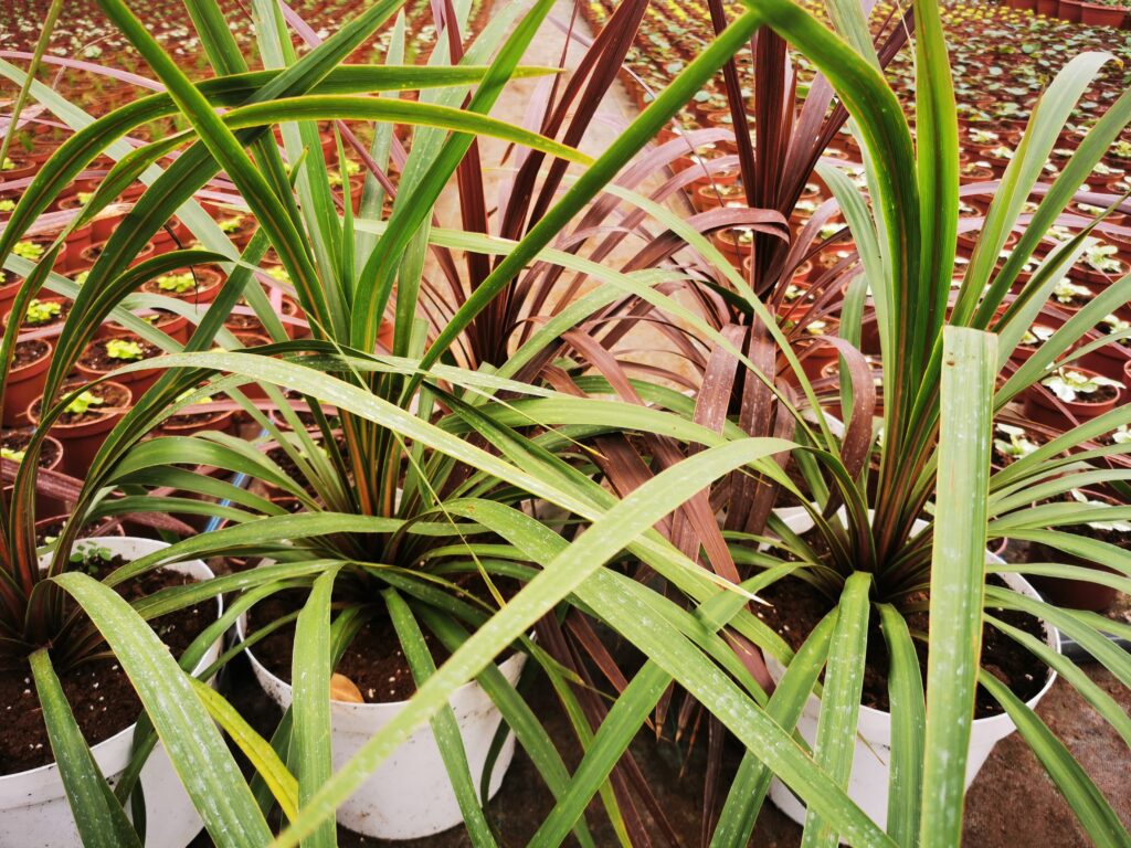 Sklep roslinyabramczuk.pl