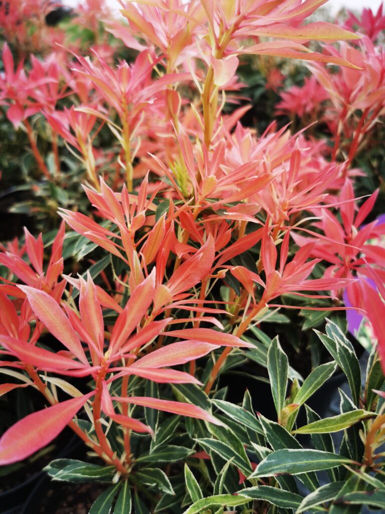 Sklep roslinyabramczuk.pl